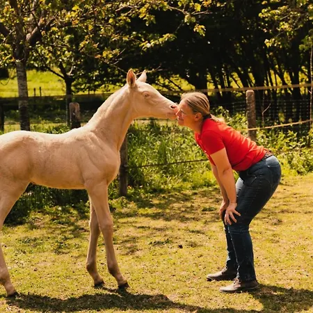 Lodge Puits Carre - Parcel Tiny House - Tiny House Pres Des Chevaux Dans Le Perche Mae-8941 Dame-Marie (Orne)